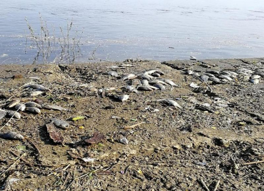 «Массовый замор» на юге Волгограда оказался недельной протухшей рыбой, оставшейся от браконьеров