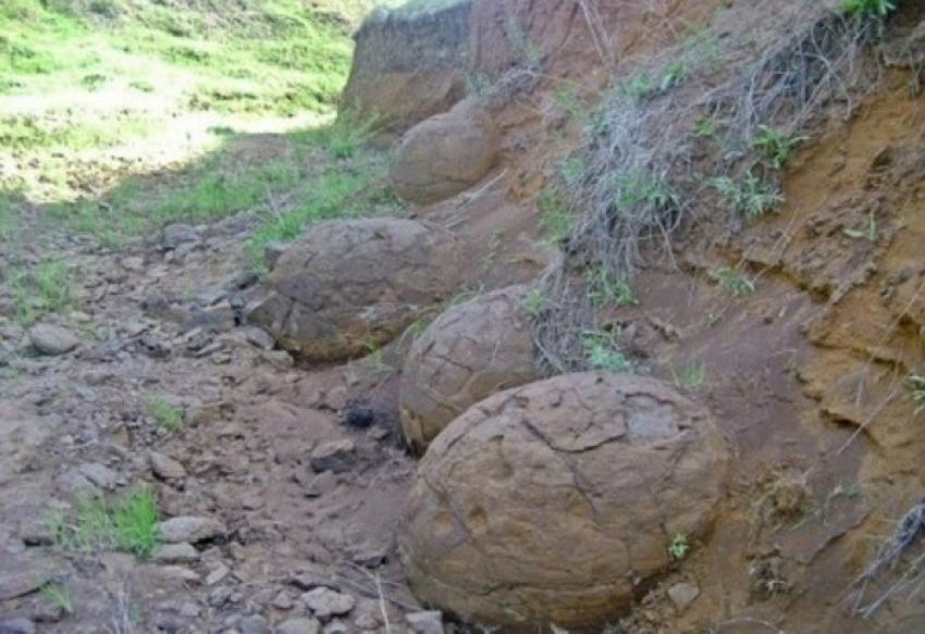 Яйца динозавров освоились в Волгоградской области 