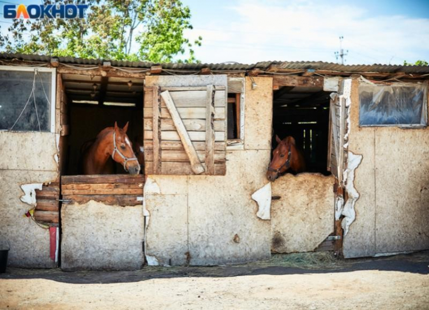 «Разрушать – не строить», – волгоградский общественник о сносе конюшни с лошадьми в «Сосновом бору»