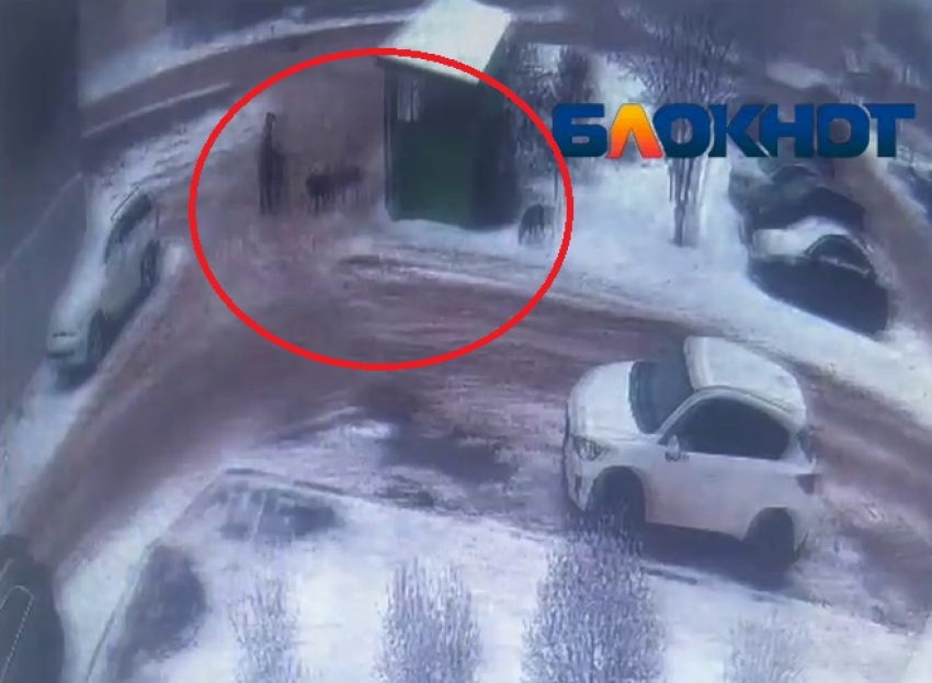  Свора собак набросилась на мужчину в Волгограде: нападение засняла камера