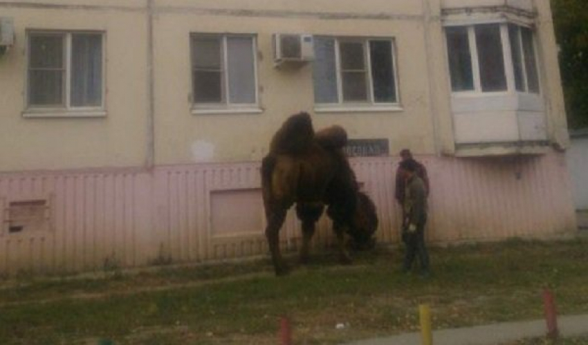Утренний выгул верблюда в Волгограде запечатлели на фото жители города 