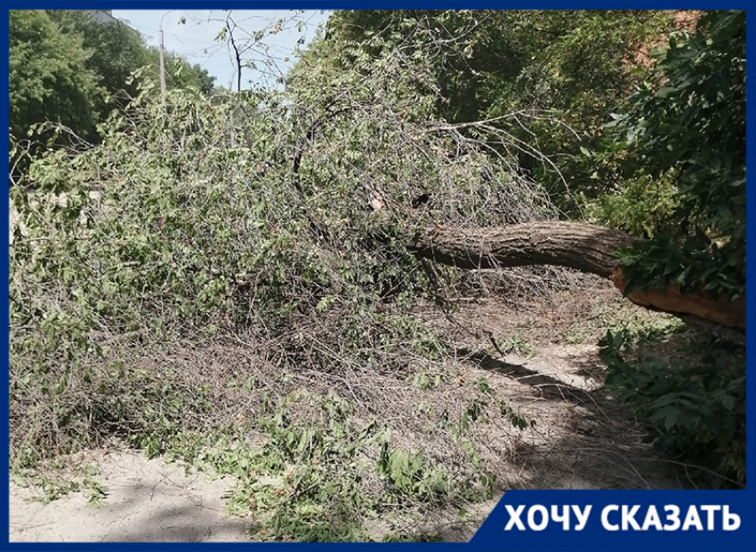 Волгоградец записал видео с места, где на его автомобиль упало дерево