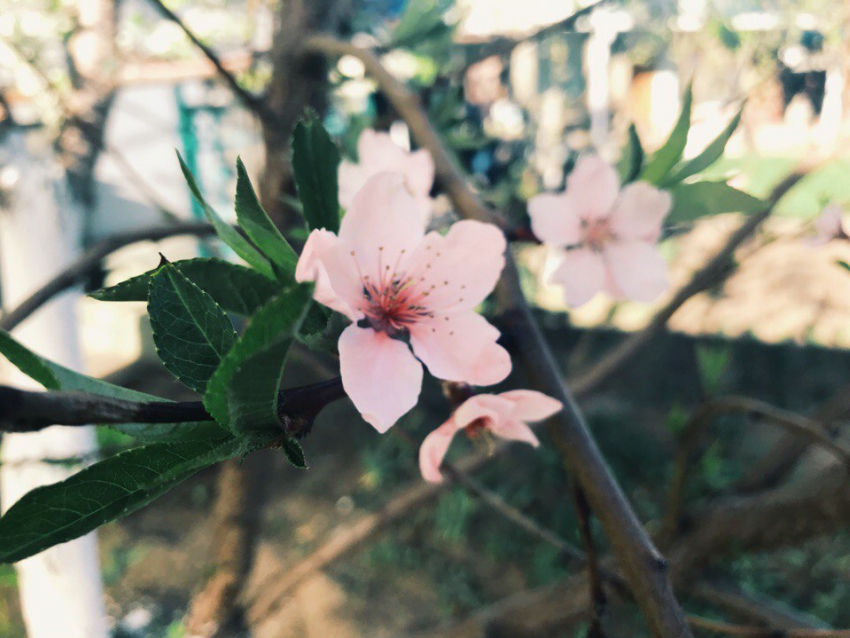 Волгоградцев ждут грозы и рекордная жара до +37ºС