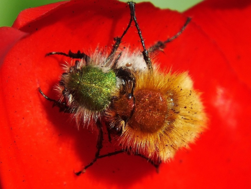 "Вкалывают сперму своим любовницам прямо в живот, протыкая внутренности": волгоградский натуралист о любви насекомых