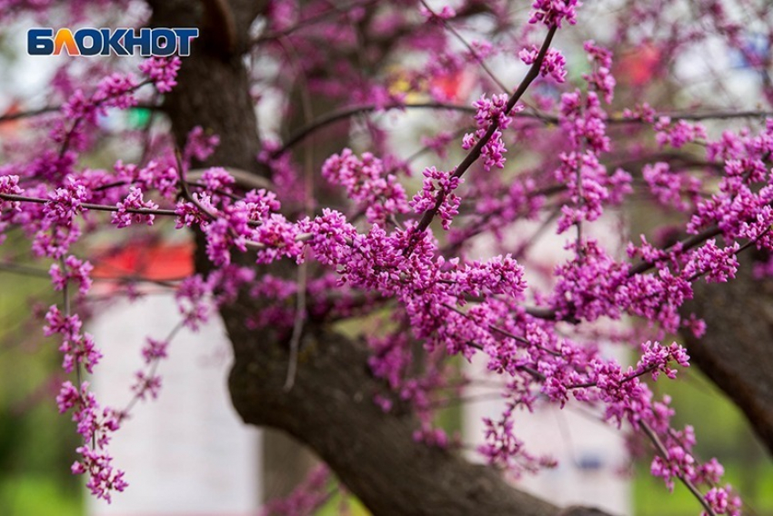 Суббота в Волгограде будет прохладной 