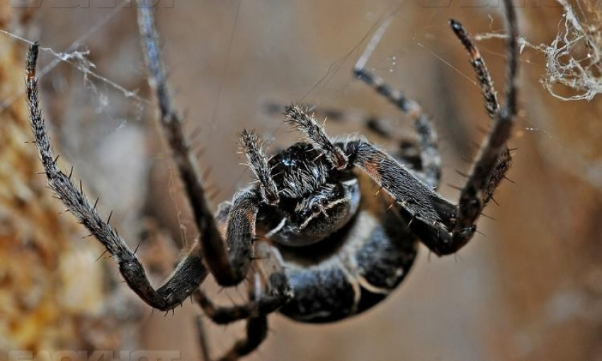 В Волгограде 15 человек были укушены ядовитыми пауками