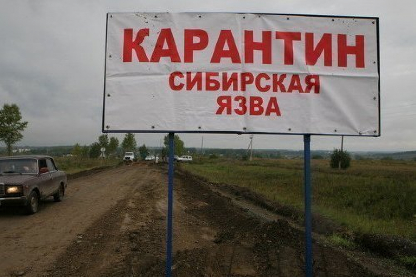 В Волгоградском регионе окончены карантинные мероприятия по сибирской язве