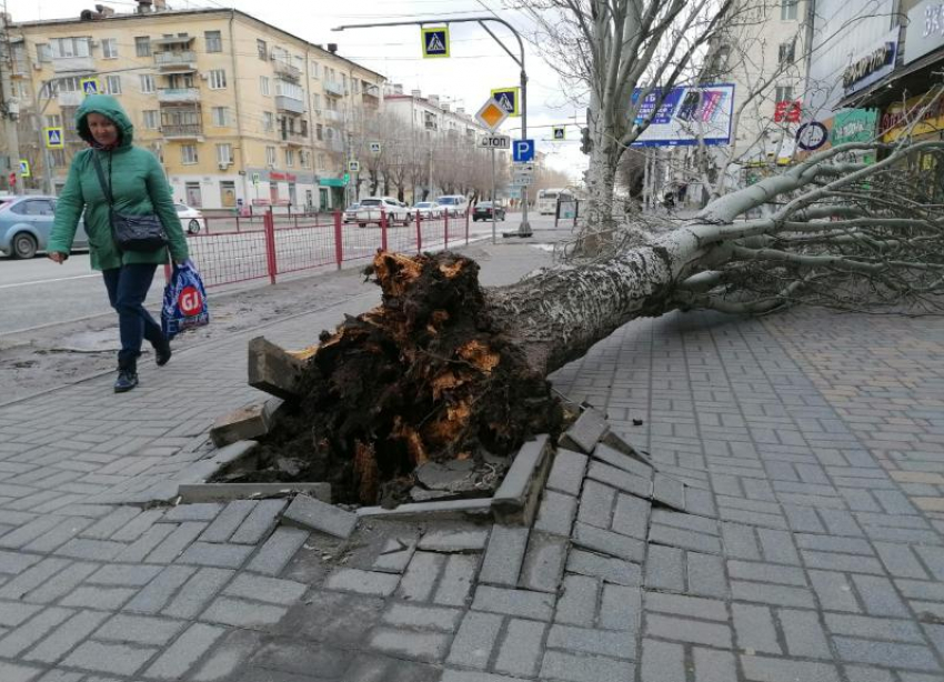 Огромное дерево с корнем вырвало возле торгового центра в Волгограде: видео очевидцев
