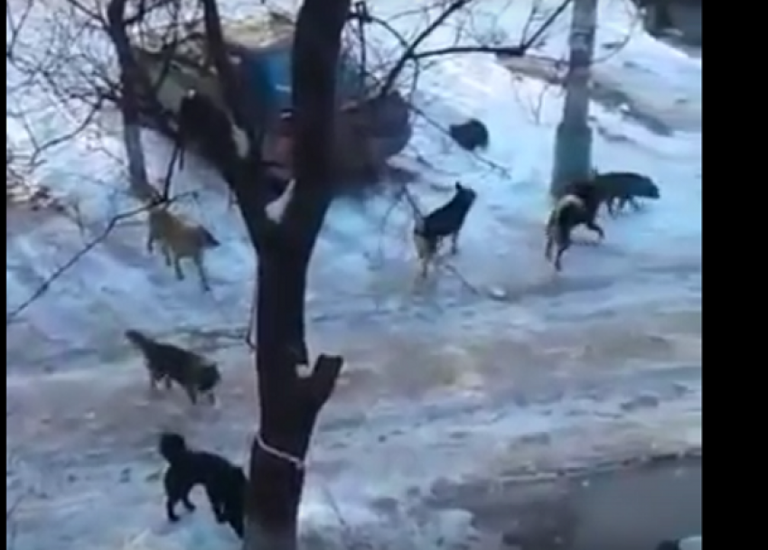 Волгоградцы вовсю обсуждают видео утреннего квеста с бездомными собаками