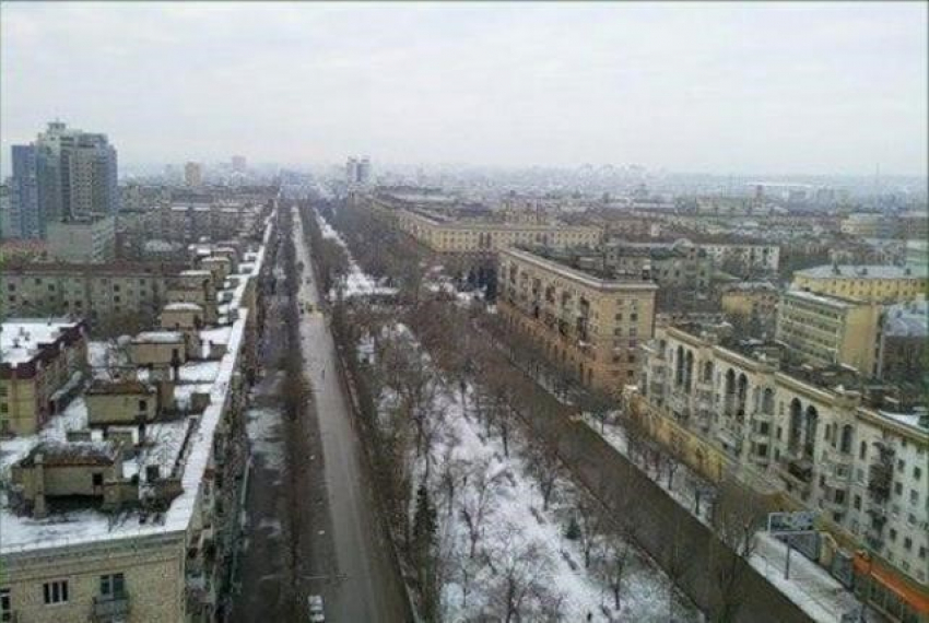 В центре Волгограда незаконно вырубили 5 вязов и клен