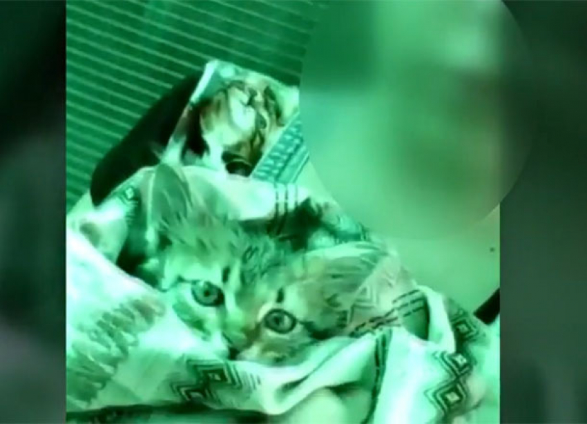 Маленькая зоозащитница записала видеообращение к волгоградцам со спасенным котенком