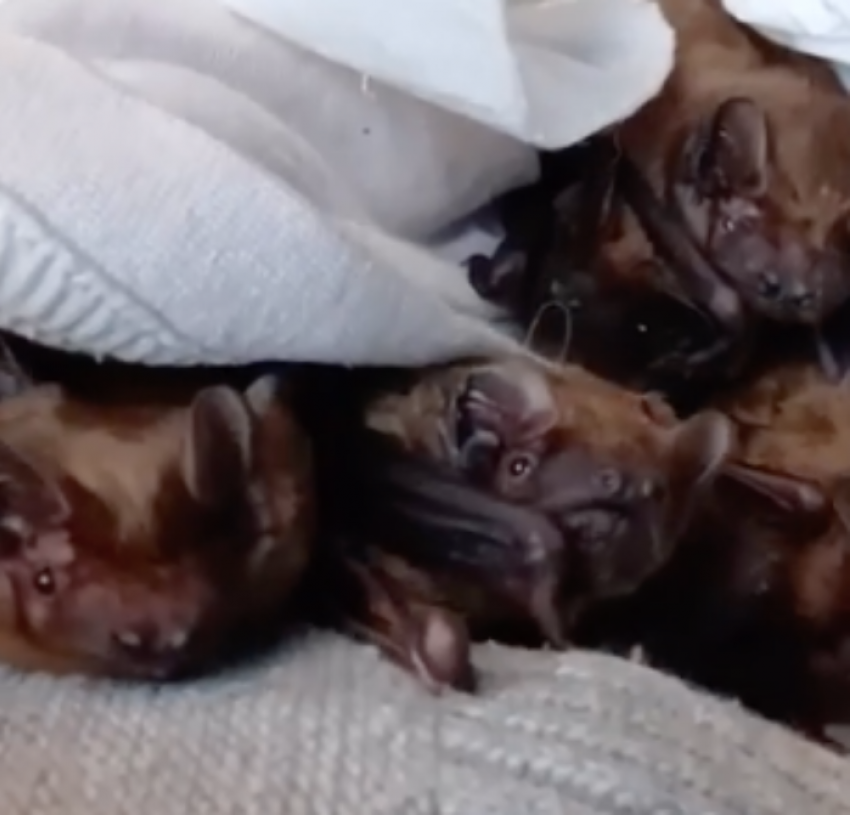 Полсотни летучих мышей выпустили в Волгограде 