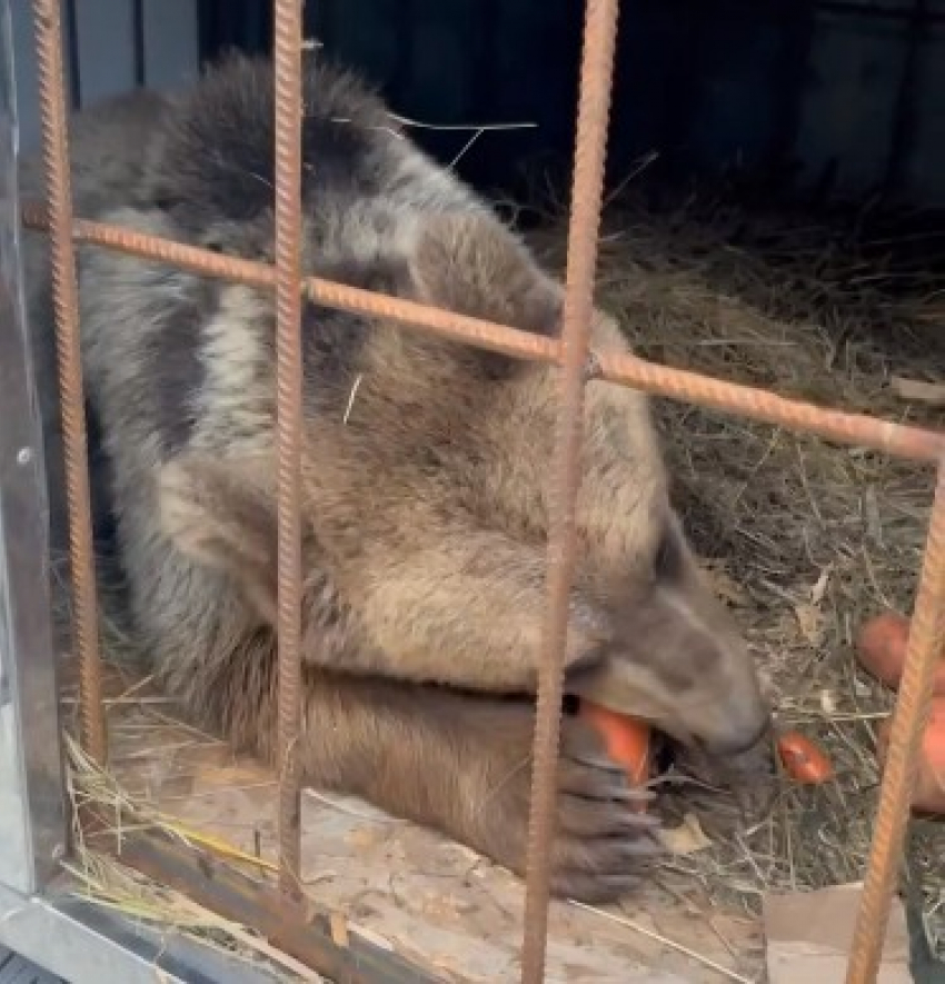 Спасенного из фоторабства дагестанского медвежонка усыновили в Волгограде