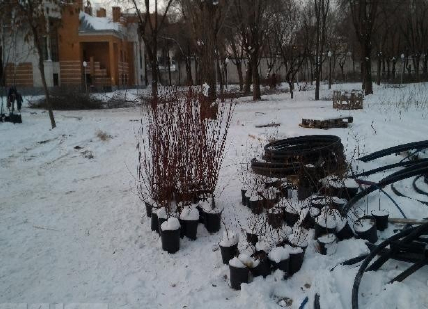 Зима в Волгограде: рабочие кладут тротуарную плитку, высаживают  деревья и раскатывают газон  