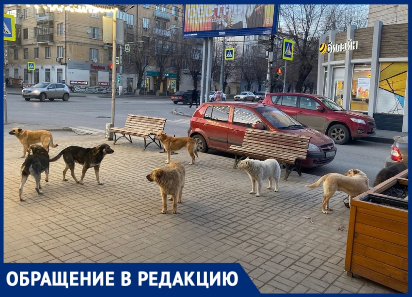 Стая собак преследует волгоградцев в Ворошиловском районе