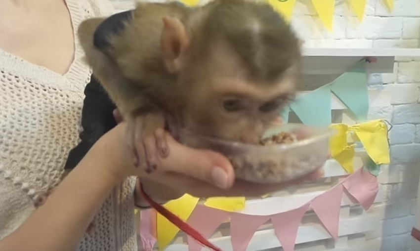 В волгоградском зоопарке обезьяна требует гречку с мясом, отказываясь от бананов