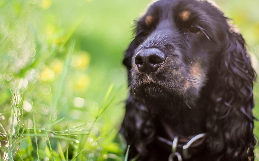 В Волгограде спаниель откопал во дворе дома мину