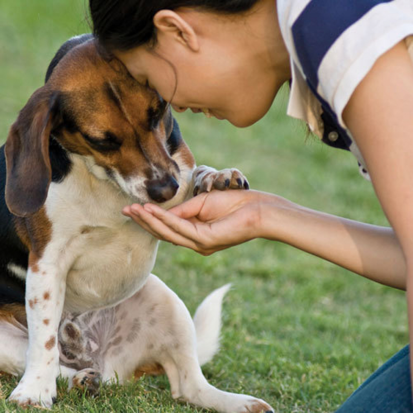 Волгоградцы будут кормить бездомных животных каждый «Вкусный понедельник"
