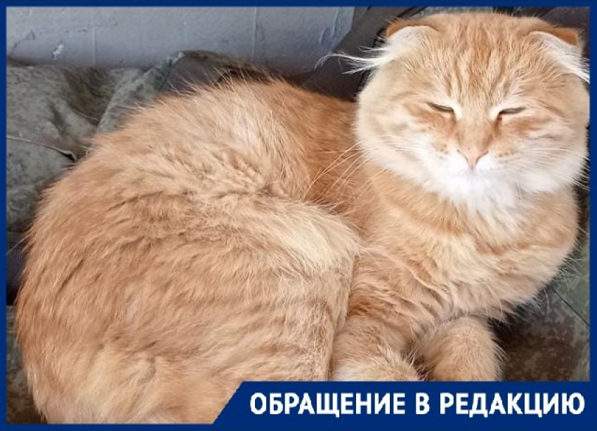 Бездомные псы загрызли домашнего кота в Волгограде: хозяйка винит зоозащитников