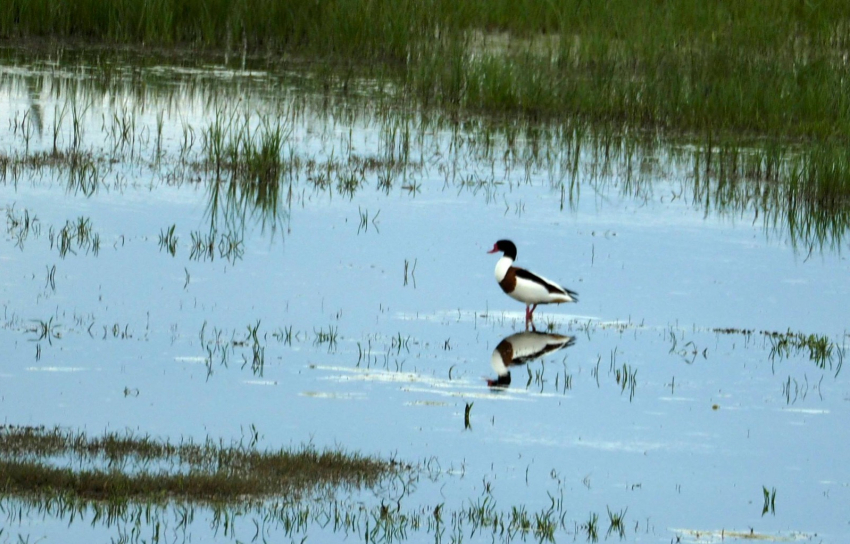 Волгоградский «КАУСТИК» в шорт-листе «Зелёной премии – 2025»
