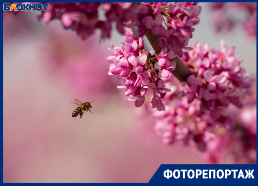 Розовая аллея зацвела в волгоградском ЦПКиО — тут готовы стоять в очереди ради фото