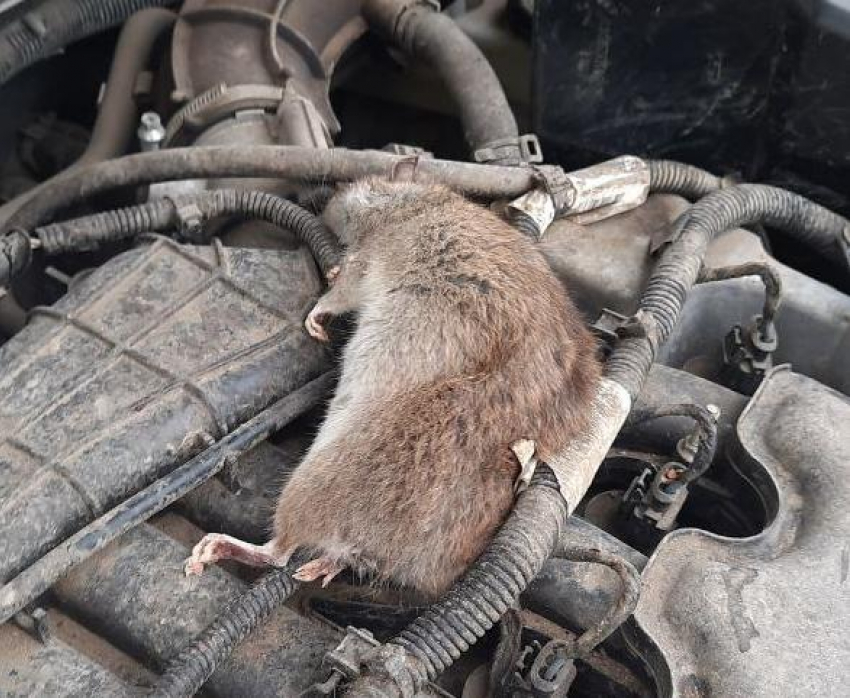 Волгоградцы жалуются на нашествие крыс и находят их трупы под капотами 