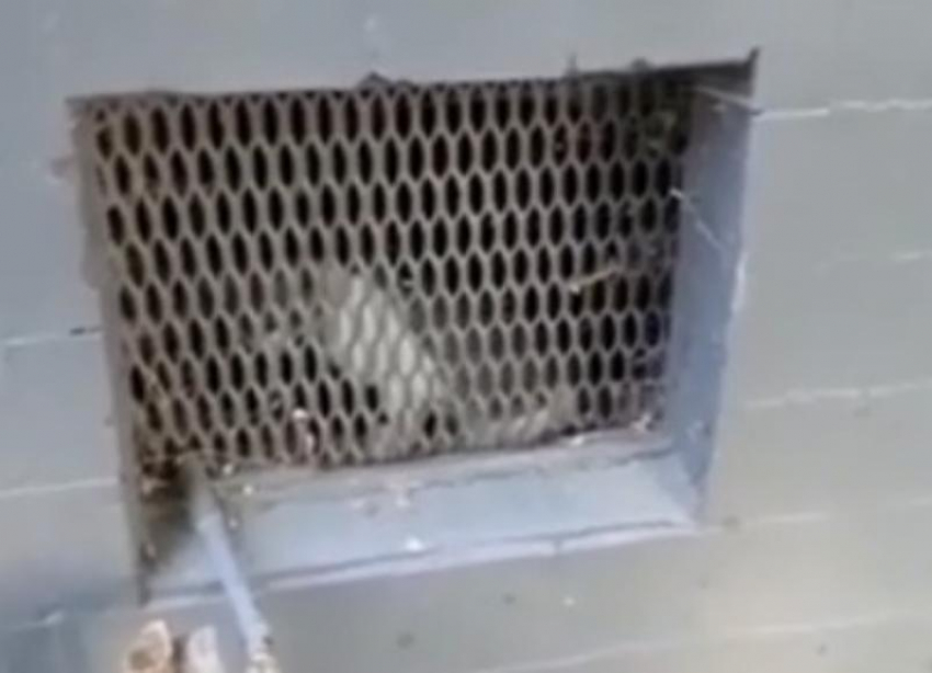 Замурованного в подвале кота в Волгограде уже месяц не могут вызволить 