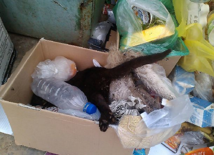 Ставшие свидетелями страшной гибели двух милых кошечек волгоградцы требуют открыть приюты