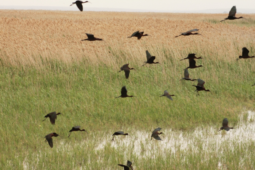 Летающий хищник возвращается в Волгоградскую область из Индии