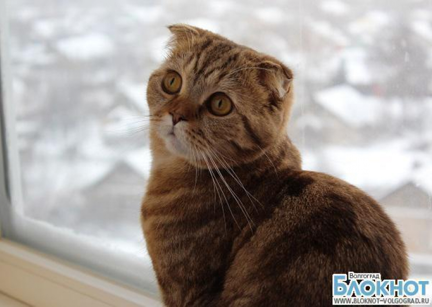 В конкурсе «Самый красивый кот Волгограда» участвует Маньяна