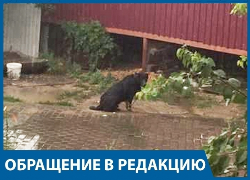 Нашлась хозяйка «агрессивного» пса Буча, которого спасли от отлова волгоградские детишки