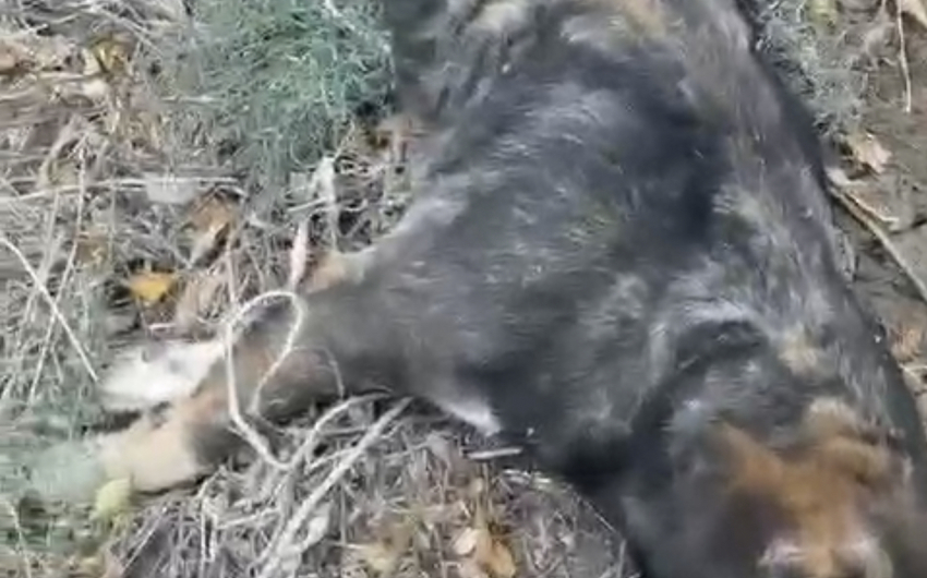 "Их продолжают убивать": труп собаки со связанными лапами нашли в Волгограде