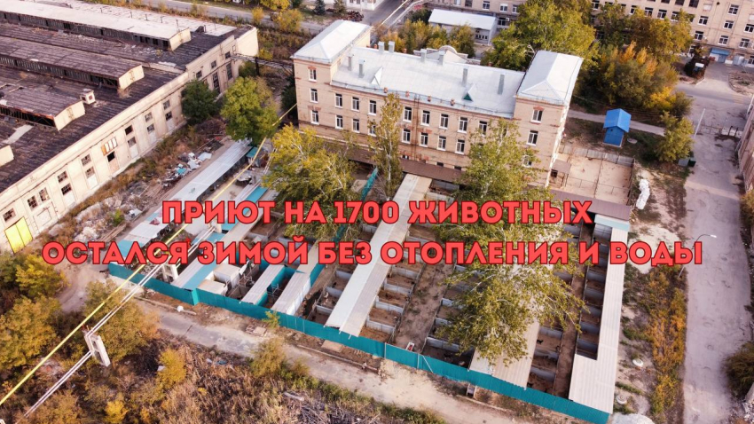 К президенту РФ Путину обратился волгоградский приют на 1700 животных