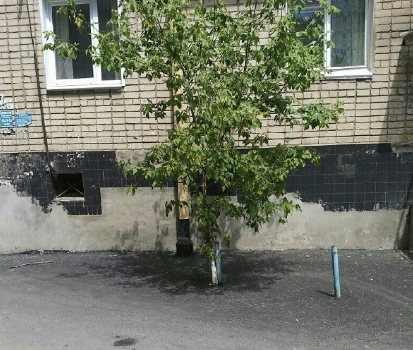 Волгоградские дорожники закатали в асфальт зеленое дерево