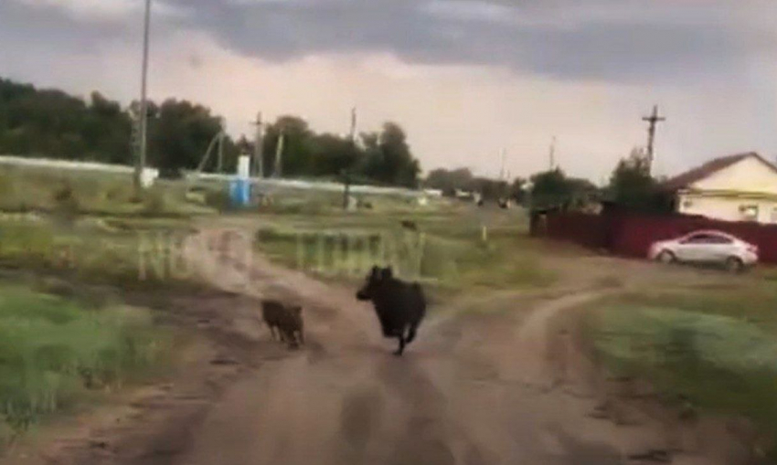 Под Волгоградом дикие кабаны пришли в гости к местным жителям: видео