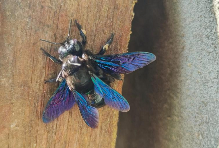 На смертельную охоту вышли пробудившиеся фиолетовые пчелы в Волгограде