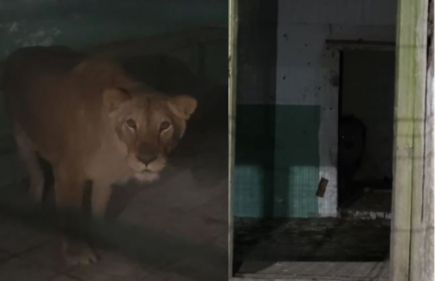 Пятерых львов привезли в Волгоград из концлагеря для животных