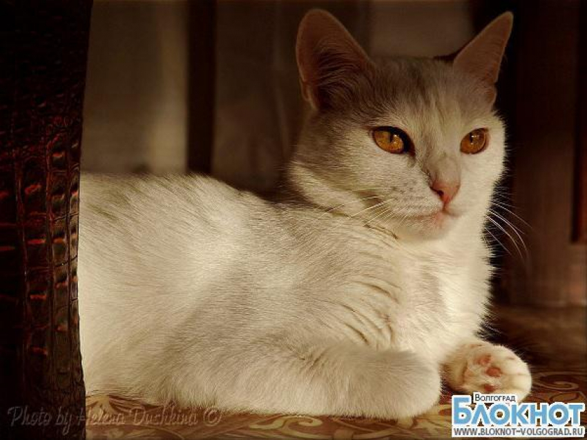 На звание самой красивой кошки Волгограда претендует Маруся