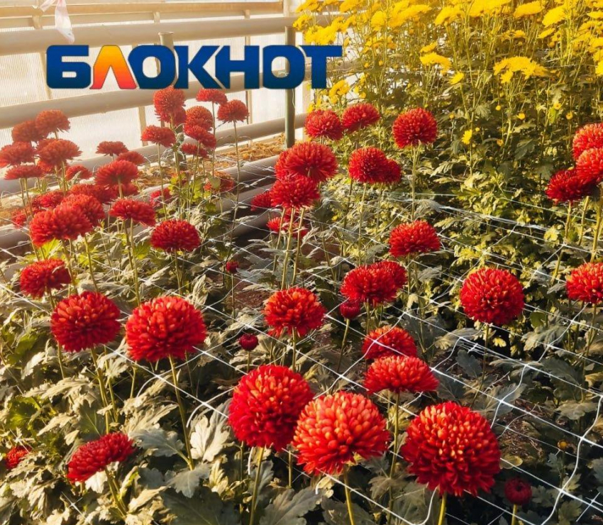 Вызвавший ажиотаж Бал хризантем продлили в Волгоградской области