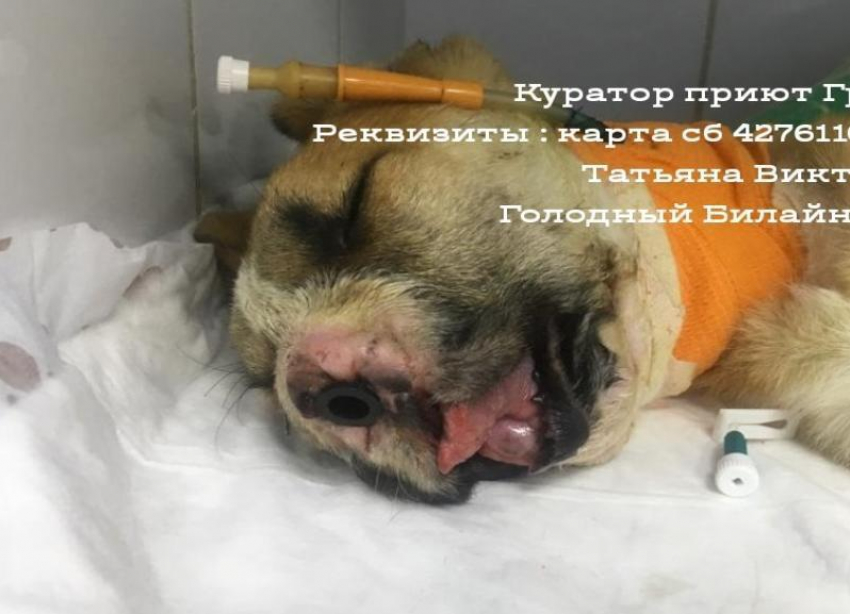  Еще одну операцию по вживлению тоннелей пережил щенок с огнестрельным ранением из Волгограда