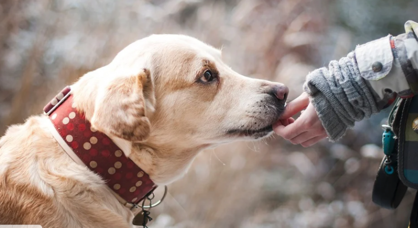 «Все загажено»: волгоградцы жалуются на беспредел домашних собак и их владельцев в Парке Памяти