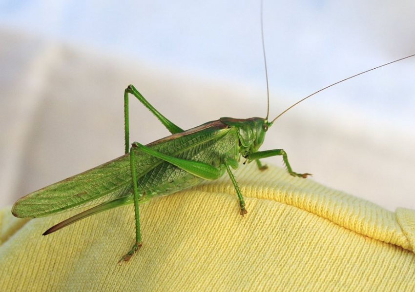 Названы районы, где нанесут основной удар по саранче в Волгоградской области