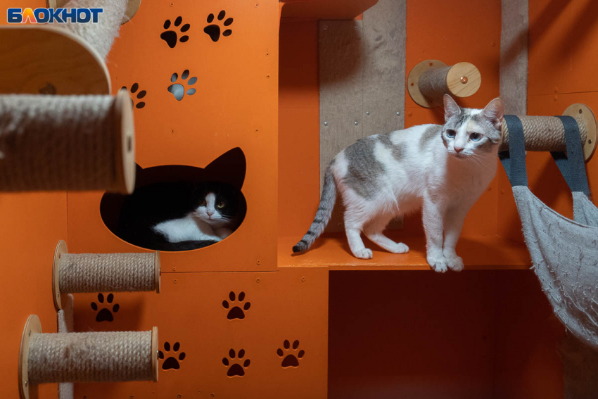 Кошачий приют резко атаковали волгоградцы: «Не понимают, что не резиновый»