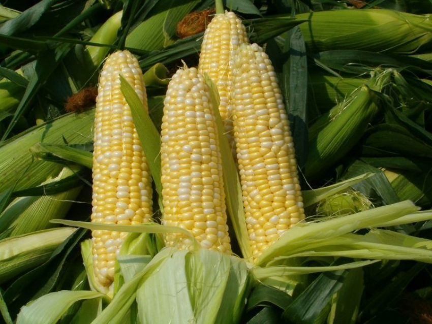 Под Волгоградом селянин из мести похитил 50 тонн кукурузы