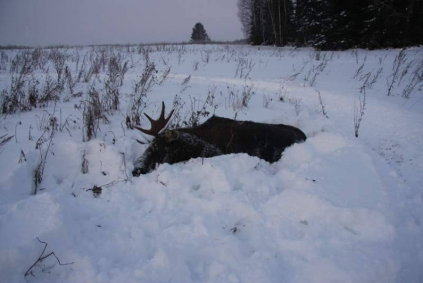 Браконьеры отработают убийство лося в Волгоградской области 