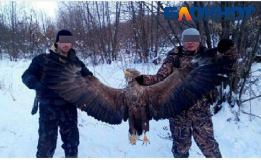  Полицейский похвастался в соцсетях убийством краснокнижного орлана в Серафимовичском районе