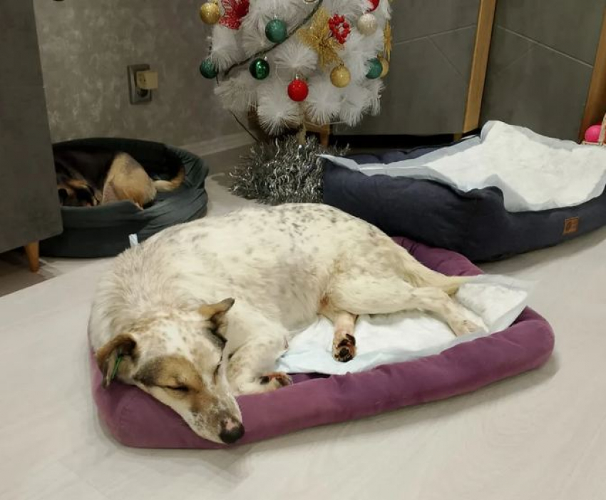 «В ужасе металась по улицам»: волгоградцы спасают покалечившуюся из-за фейерверков дворнягу по кличке Лиса