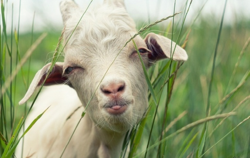 Под Волгоградом коза Манька едва не стала платой за газ