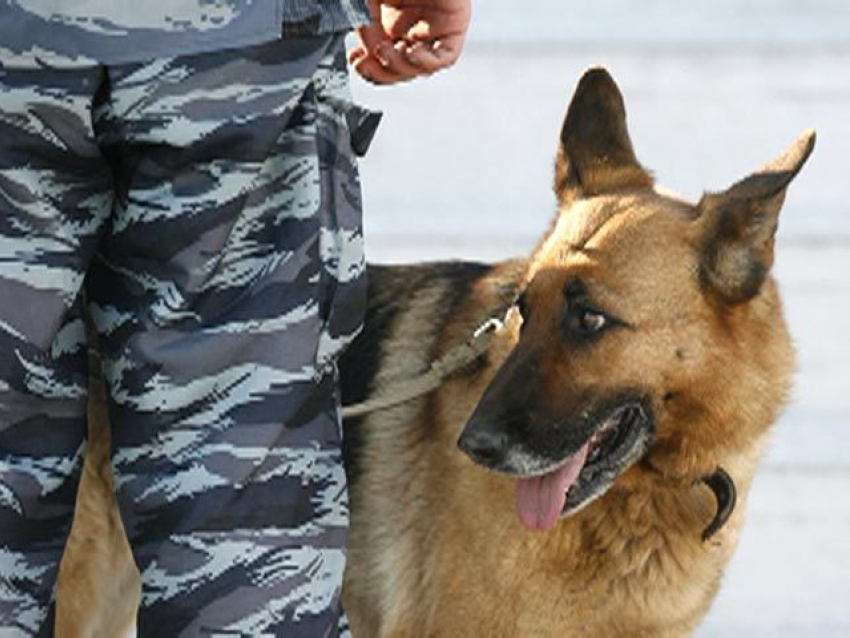 В Волгограде служебная собака помогла задержать воришку-домушника 