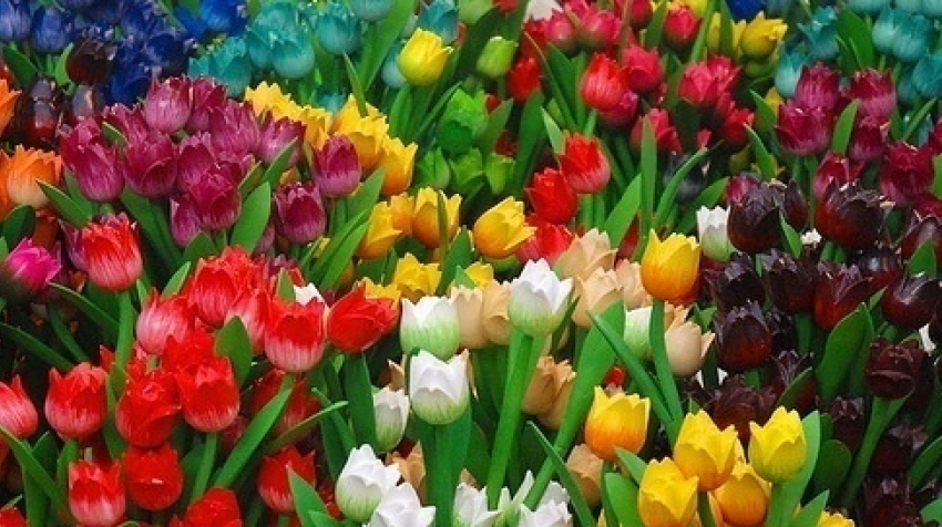 В Волгограде за осень высадят более 75 тысяч тюльпанов